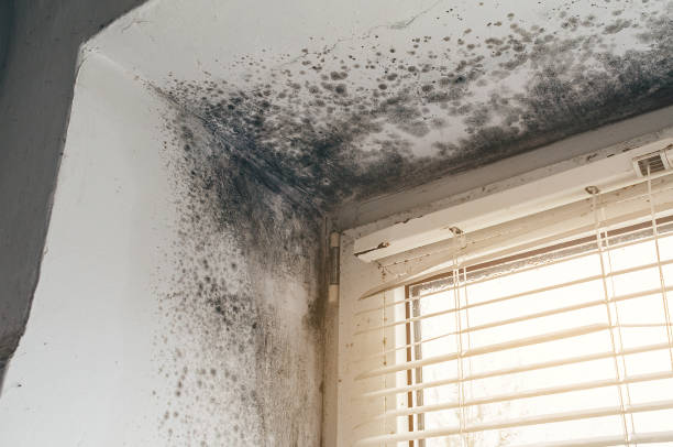 Affordable Attic Mold Remediation solutions in Pittsboro, NC